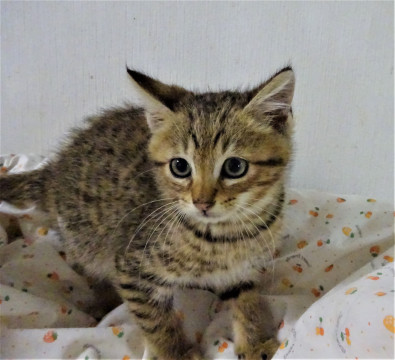 ビビリだけど、ゴロニャンのピー君
