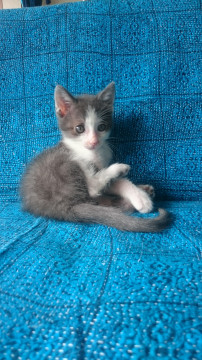 グレーハチワレ君