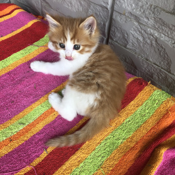 フワフワ茶白ちゃん