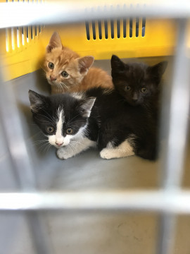 1.5ヶ月子猫里親様募集中