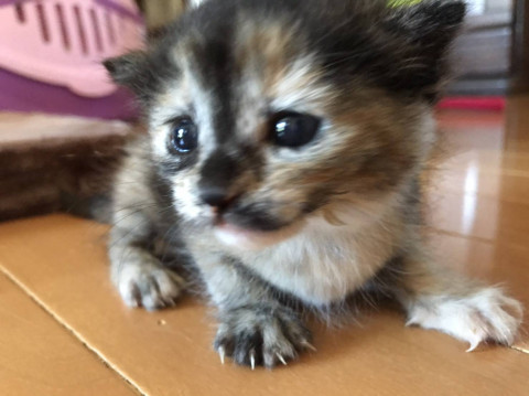 天使のようなサビちゃん