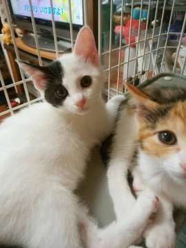 小顔でキュートな女の子