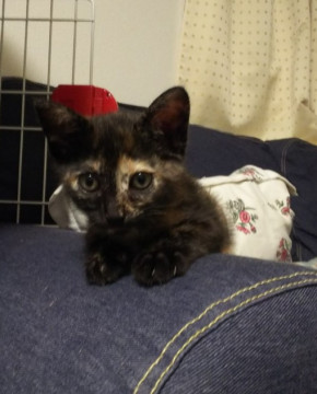 猫も好き、人も好き、無邪気な女の子