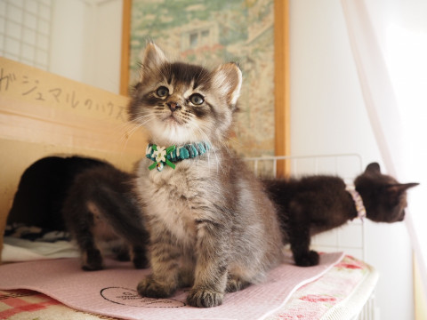 あらいぐま｢詩葉｣♪