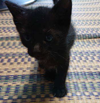 かわいい黒猫