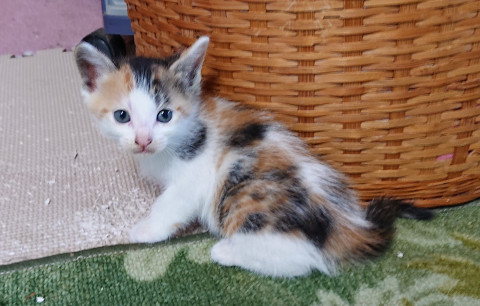 子猫