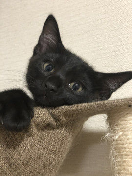 4/10日生まれ黒男の子