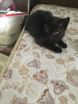 抱っこでゴロゴロ黒子猫ちゃん