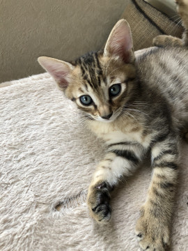 4/10生まれ明るめキジトラ男の子