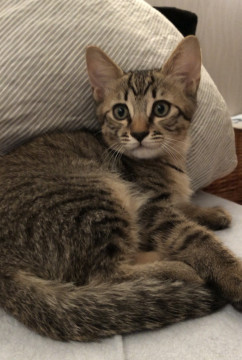 4/10生まれ濃いめキジトラ男の子