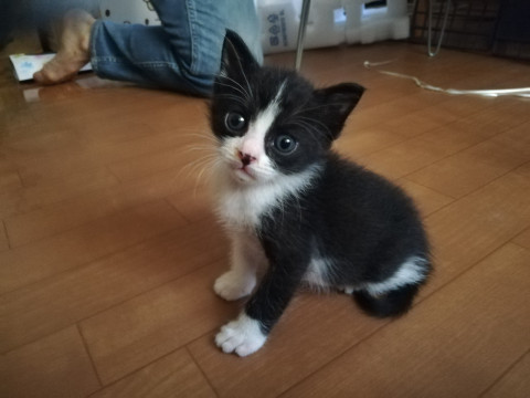 甘えん坊のハチワレ君