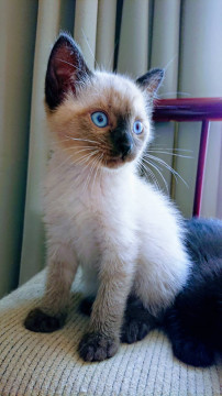 4兄妹☆シャム系男の子