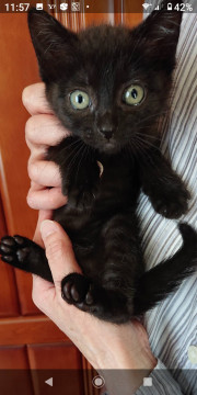 4兄妹☆黒猫女の子