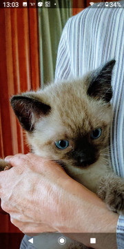 4兄妹☆シャム系男の子