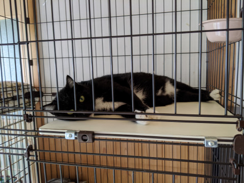 ソックス兄弟レイくん