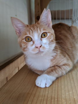 あまえんぼうのマルちゃん