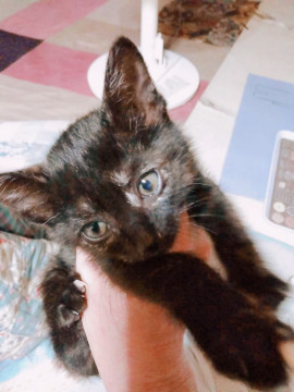 足先メッシュ少女