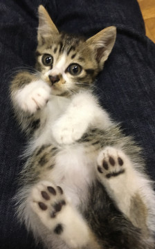 可愛いキジ白仔猫ちゃんです