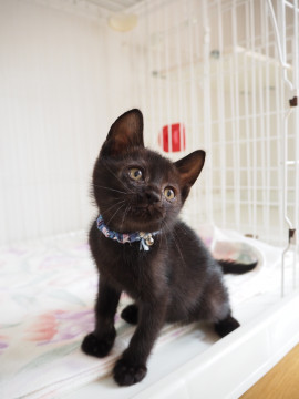 おっとり黒猫｢若葉｣♪