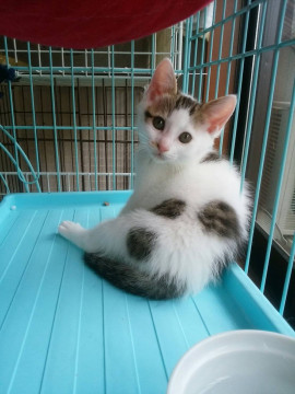 転がるように走り回る、元気な男の子