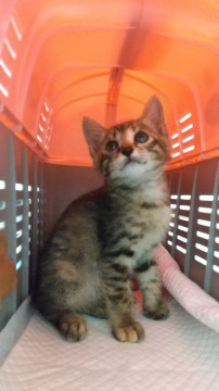 人懐こくて大人しい美猫姉妹
