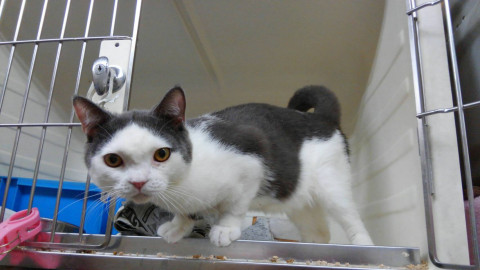 スコティッシュフォールド11ヶ月