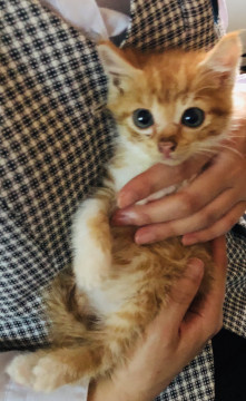 生後1ヶ月半！茶白♂里親募集中