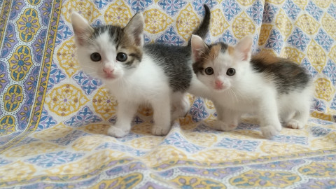 千葉県白井市/ かわいい姉弟です