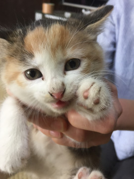 ふわふわの三毛ネコちゃん