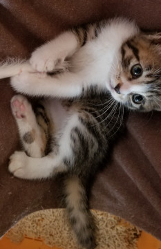 おてんばでやんちゃな女の子