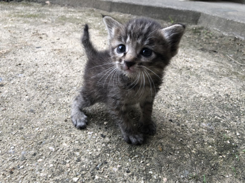 人懐っこい生後1ヶ月の女の子