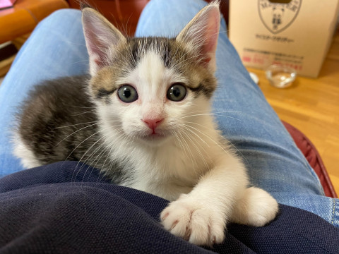 元気いっぱい成長中　こまちゃん