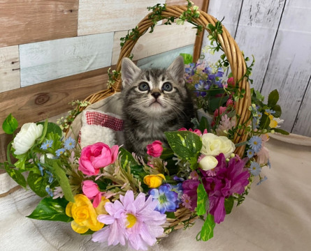 天然おっとり　バケット君