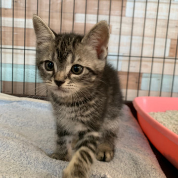 元気いっぱい兄貴タイプ　デニッシュ君