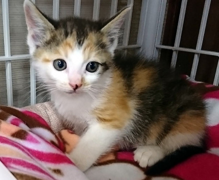 生後約1か月の女の子★兄弟猫①