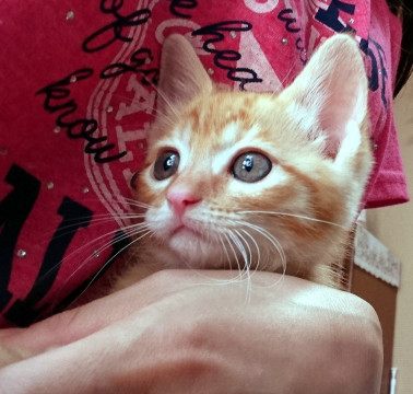 生後約1か月☆兄妹猫②