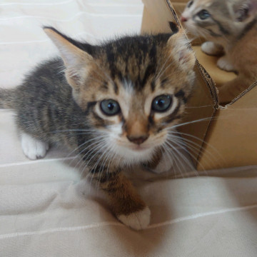 保護猫子猫 黒トラ オス