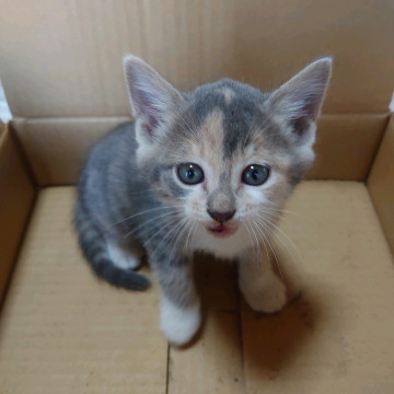 保護猫 子猫 パステル三毛 メス