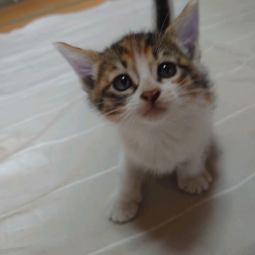 保護猫 子猫 三毛 メス