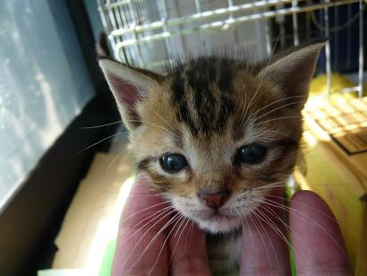 ちびちび茶きじちゃん