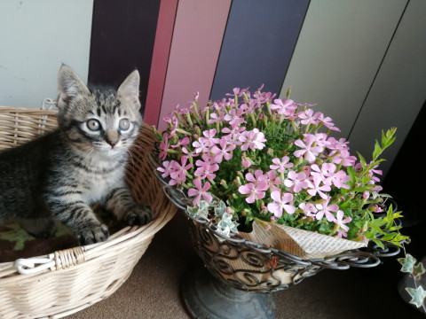 母猫の愛情たっぷりシアワセになって