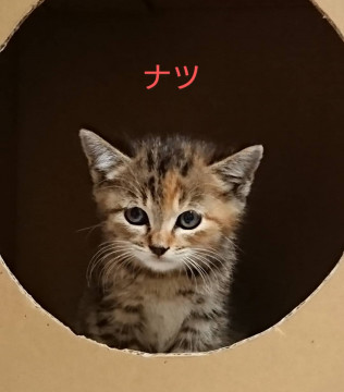 三毛混じりの女の子
