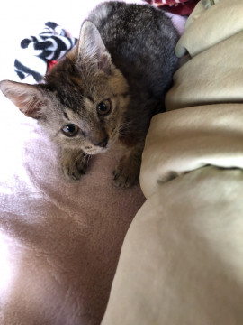 しぶい顔とうらはらな甘えん坊