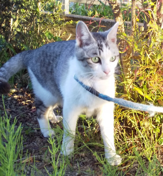 美猫ちゃん