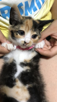 三毛の美猫さん♪