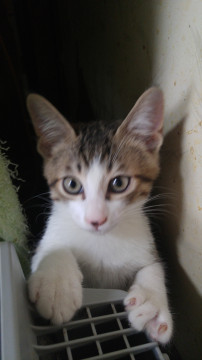 他の子は、別に載せます