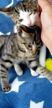 コレからは姉妹で幸せになってほしい