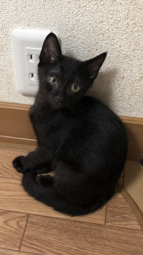 黒猫　兄弟①