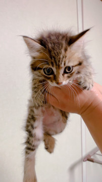 (怪我してます).フワフワの可愛い子