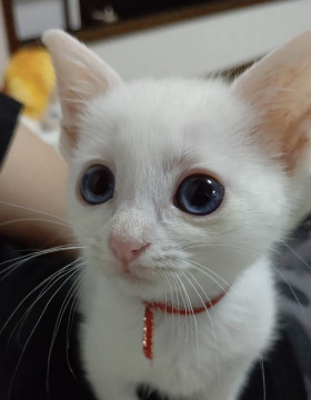 青い目の美少女姉妹